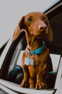 Is it illegal for your dog to be out the car window in Florida? 